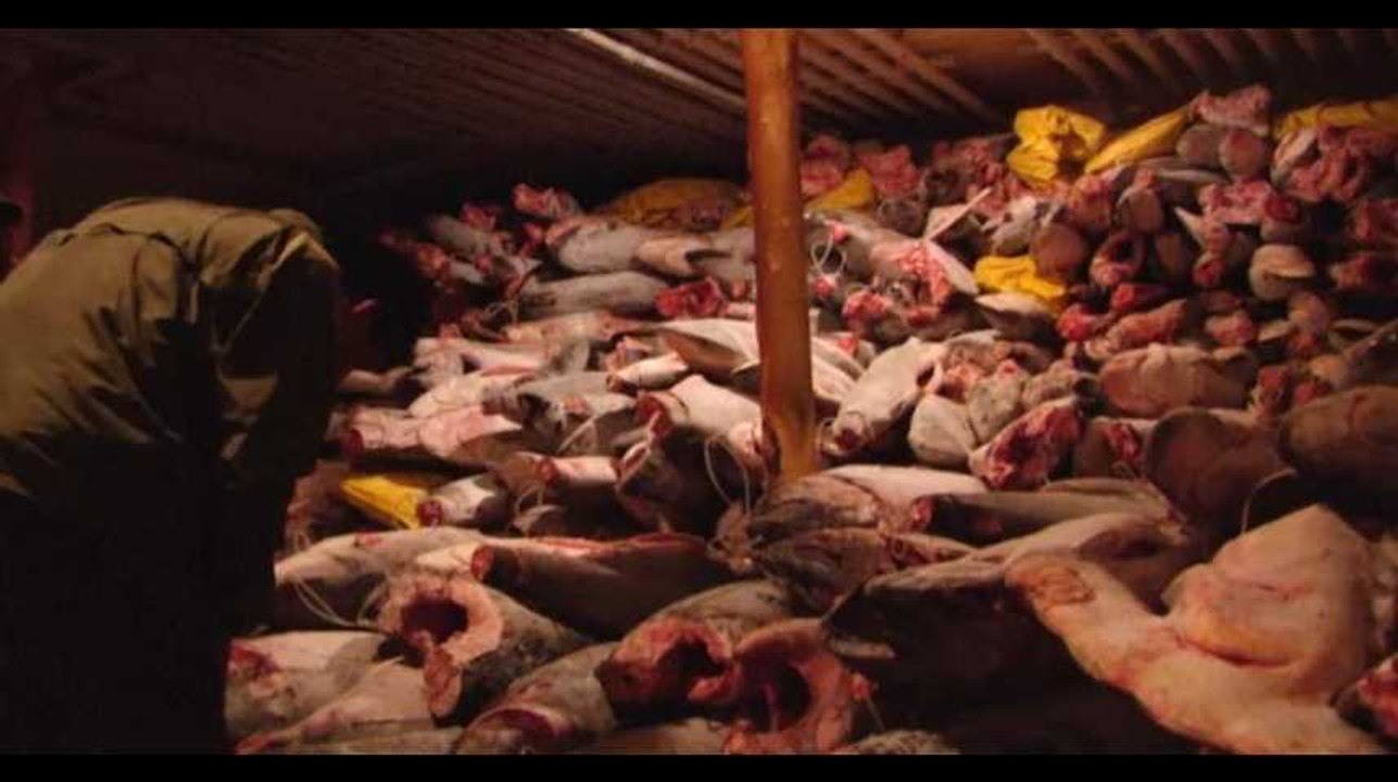 Pêche de 6.000 requins aux Galapagos : les marins chinois condamnés