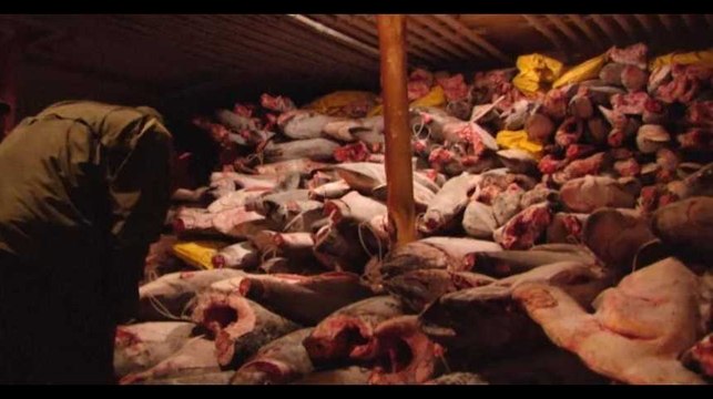 Pêche de 6.000 requins aux Galapagos : les marins chinois condamnés