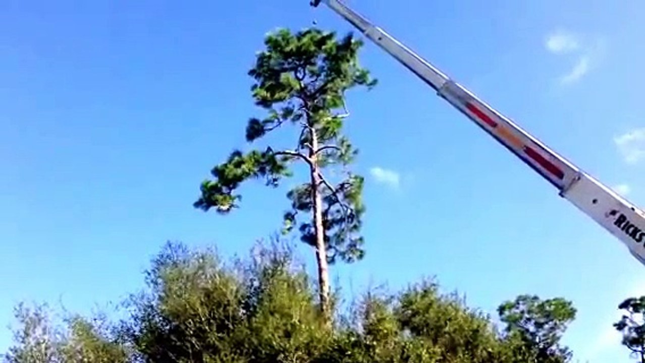 Orlando Tree Removal