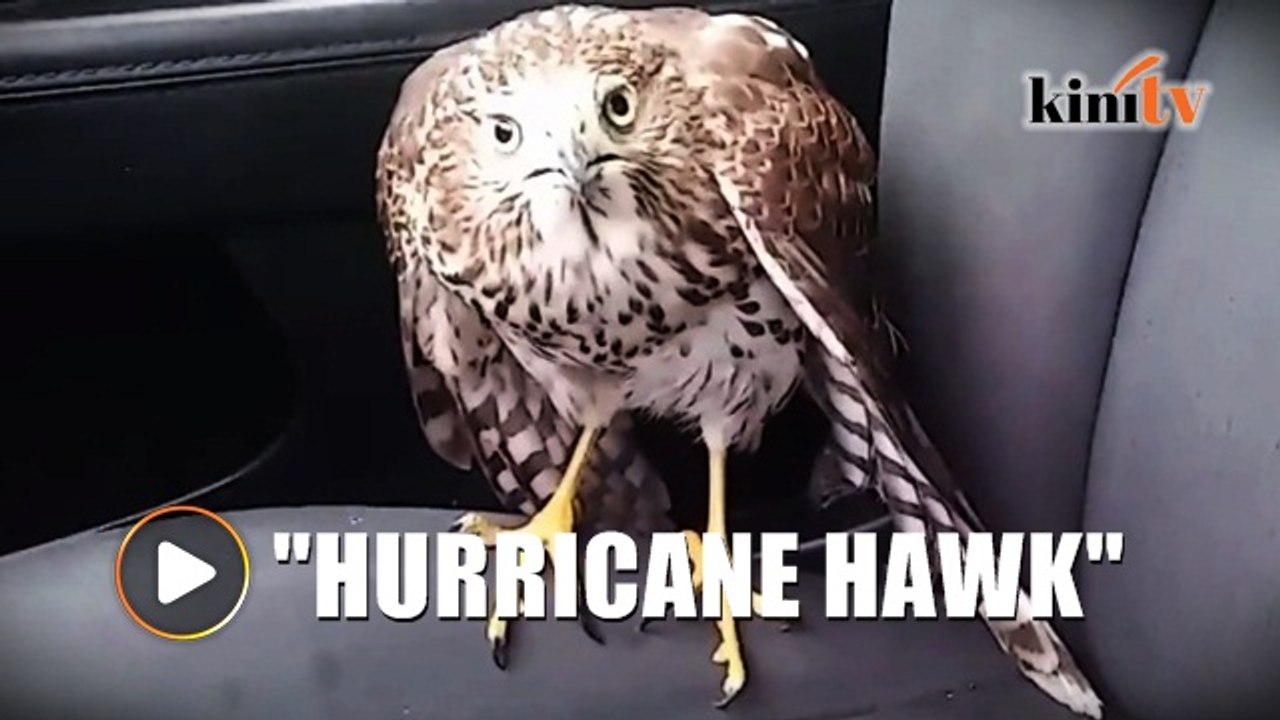 Hawk hides in taxi to take refuge from Hurricane Harvey