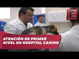 Atención canina en hospital veterinario de la CDMX