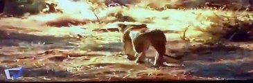 동물의 세계 ✰ 야생 개 공격 버팔로 ✰ 가장 똑똑한 동물