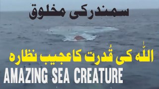 An Amazing Video | What a Great Creature of GOD |