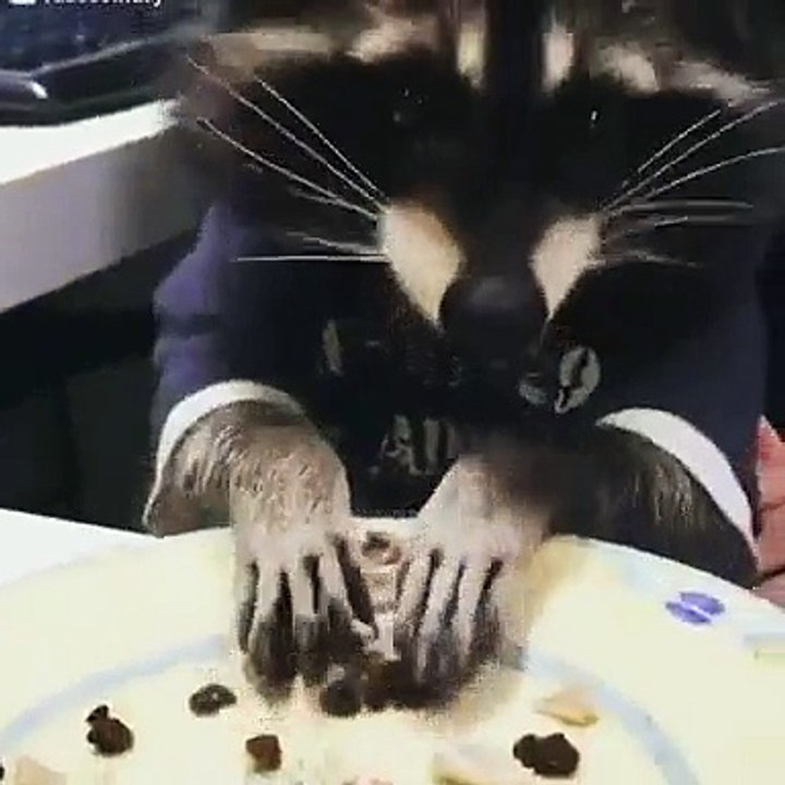Raccoons are so cute!