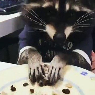 Raccoons are so cute!