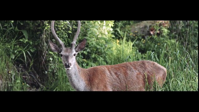 PIL C feat. CALIN - SILENT HILL (prod. SPECIAL BEATZ)