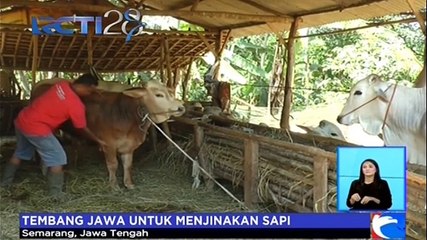 Relaksasi Sapi Sebelum Hari Kurban