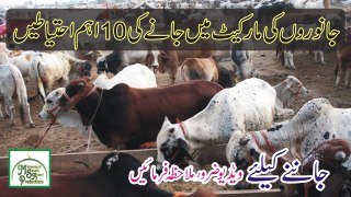 Maweshi Mandi Janay Ki 10 Ahtiyatain | مویشی منڈی جانےکی 10احتیاطیں