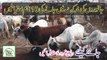 Maweshi Mandi Janay Ki 10 Ahtiyatain | مویشی منڈی جانےکی 10احتیاطیں