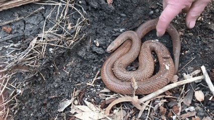 Don't Try This at Home - Catcher Tickles Highly Poisonous Brown Snake