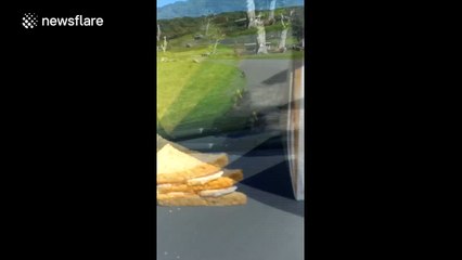 Monkey has hilarious reaction to a chicken sandwich