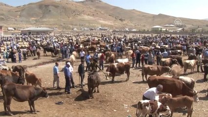 Hayvan Pazarında Kurban Bayramı Yoğunluğu