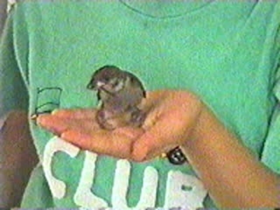 Friendship between my elder daughter, Cherry, & wild sparrow http://wckjohn.orgfree.com