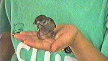 Friendship between my elder daughter, Cherry, & wild sparrow http://wckjohn.orgfree.com