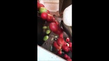 Cette vidéo impressionnante montre la vitesse folle à laquelle vont les machines qui trient les tomates