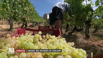 Canicule : encore des records de chaleur