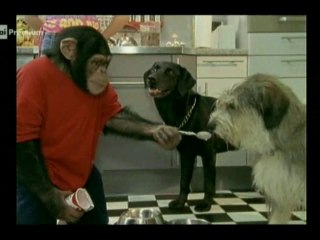 Il nostro amico Charly 10x09 - Charly e il do di petto