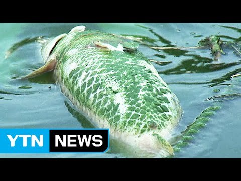 [서울] 한강 서울 구간에서 사상 첫 조류 경보 / YTN
