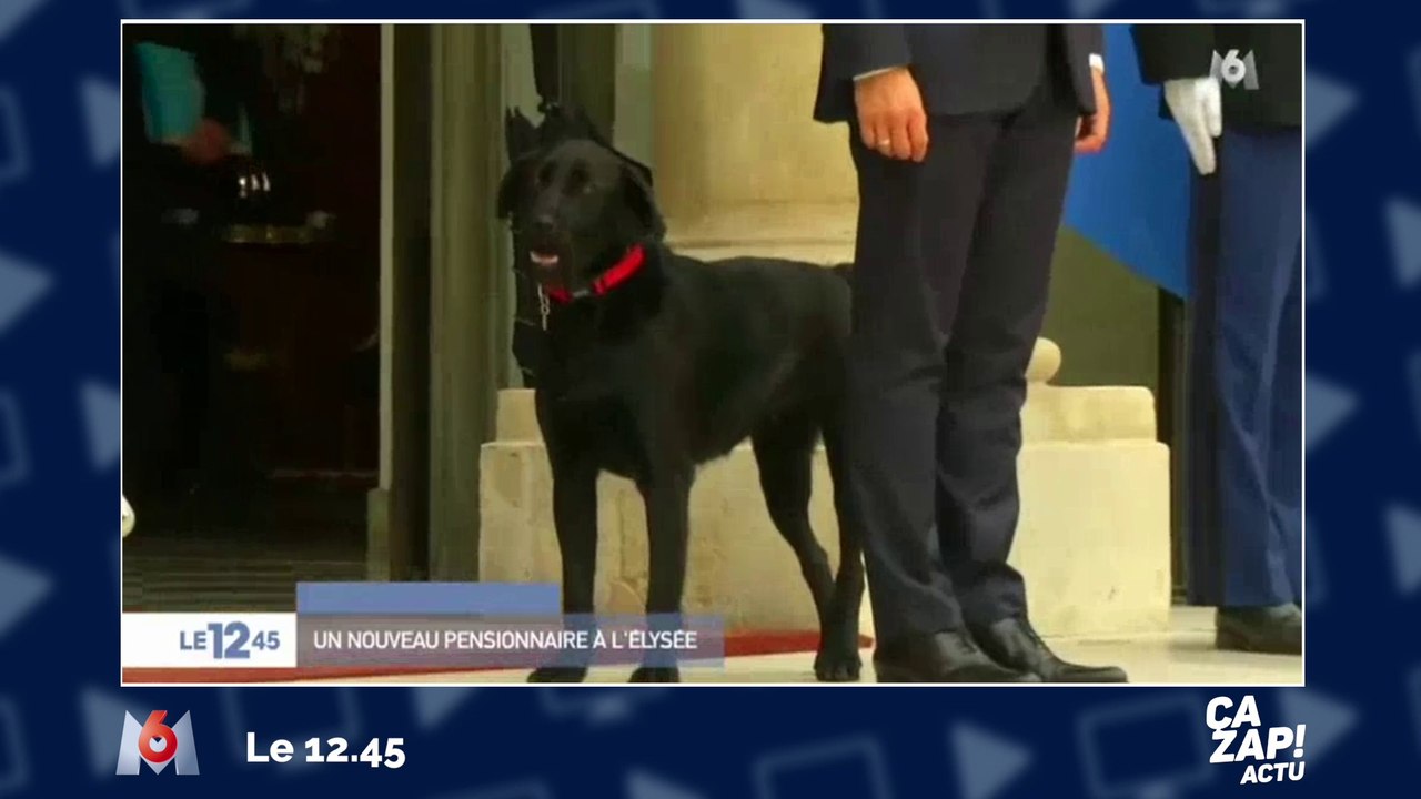 Ironie du sort : le chien des Macron vient... de la ville de François Hollande !