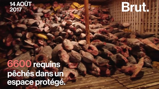 Les carcasses de 6600 requins pêchés illégalement retrouvées aux Galapagos