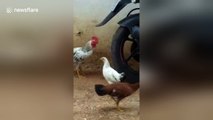 Rooster attacks and eats a cobra