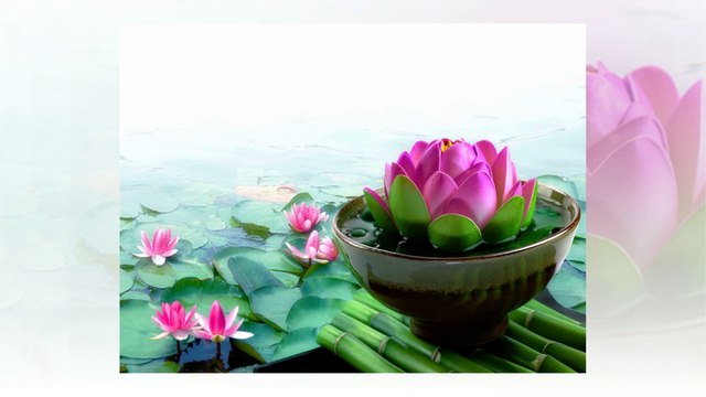 Lotus flowers - One of the beautiful flowers from Viet Nam