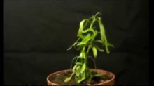 surprenante plante.