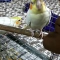 Little Birdie Asks For A Head Scratch