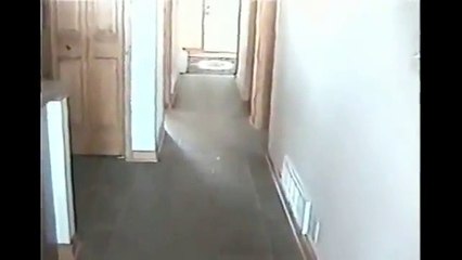 Little Lamb Cannot Find Her Master