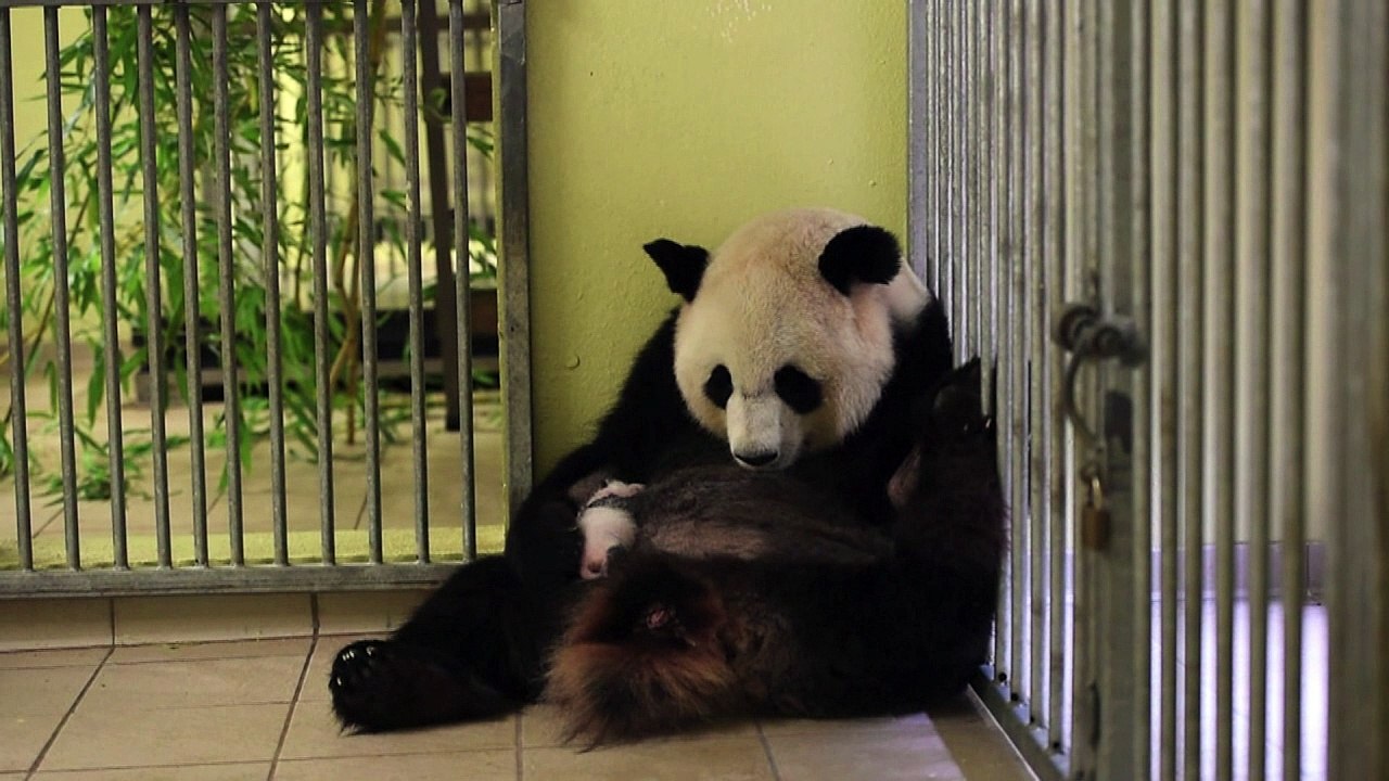 Panda sobrevivente passa bem