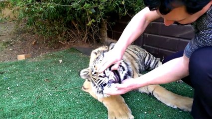 Tiger Gets One Of His Teeth Pulled Out