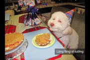 Phản ứng hạnh phúc của động vật khi được tặng quà sinh nhật
