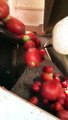 Une machine identifie les tomates vertes à la vitesse de lumière !