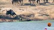 Hippos Come to Rescue Wildebeest from Crocodile - Latest Sightings Pty Ltd