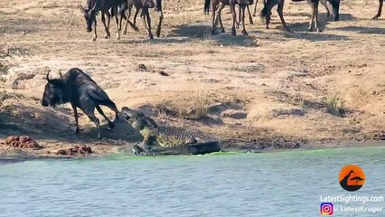 Hippos Come to Rescue Wildebeest from Crocodile - Latest Sightings Pty Ltd