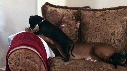 When your dog gives you the look of "I'm not the one doing it"