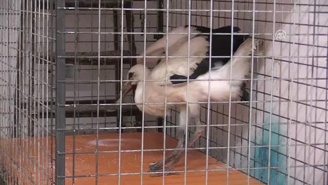 Uşak'ta Tedavi Edilen Leylek Doğaya Bırakıldı