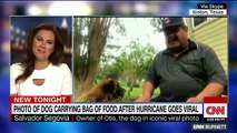 Photo of dog carrying bag of food in flood goes viral