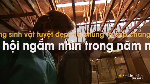 Những sinh vật tuyệt đẹp mà chúng ta sắp chẳng còn cơ hội ngắm nhìn trong năm nay