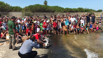 Liberazione gabbiani a Polignano