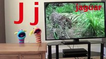 A B C alfabetos y animales chelín Niños para Niños canción el tren televisión |