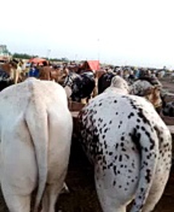 Visit A Cow's Place