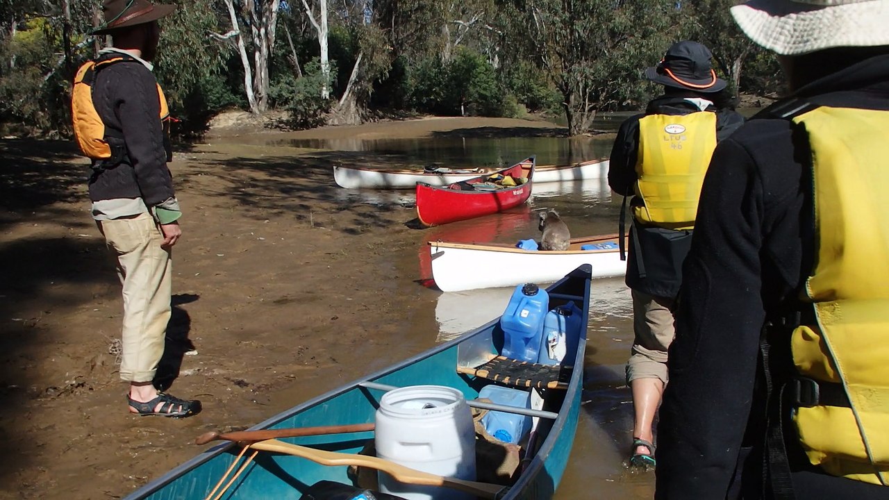 Rescuing a Cute Koala