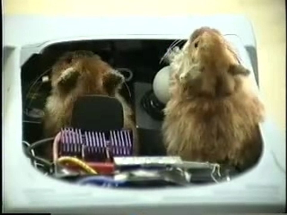 Hamsters Learn to Drive. WATCH OUT!!