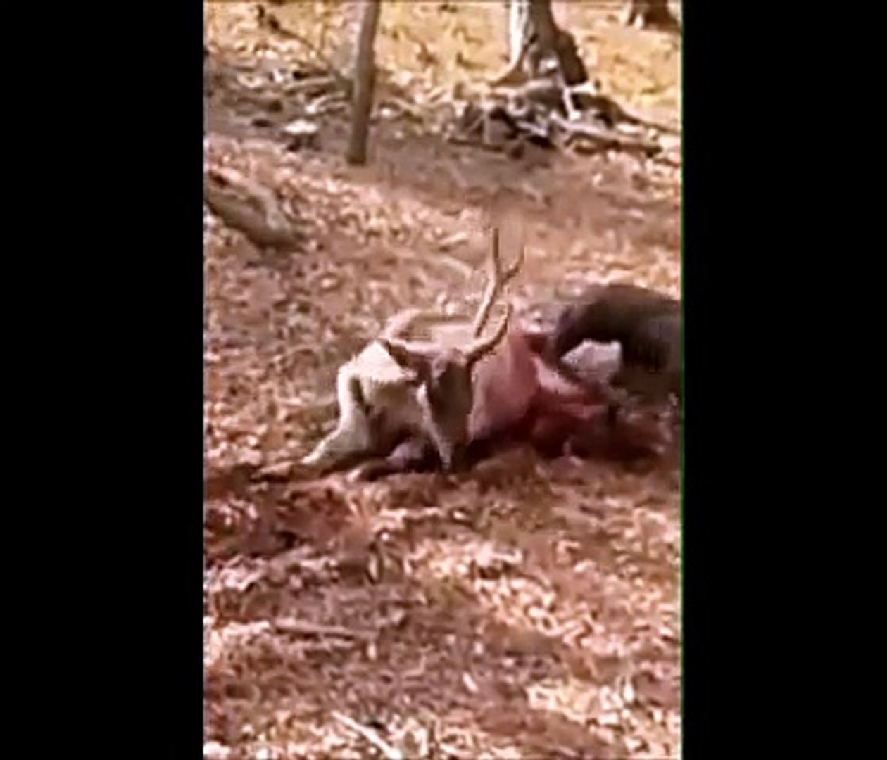 Animals being eaten alive _ Komodo dragons Eat Screaming Animals  Compilation - video Dailymotion