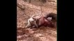 Animals being eaten alive _ Komodo dragons Eat Screaming Animals Compilation