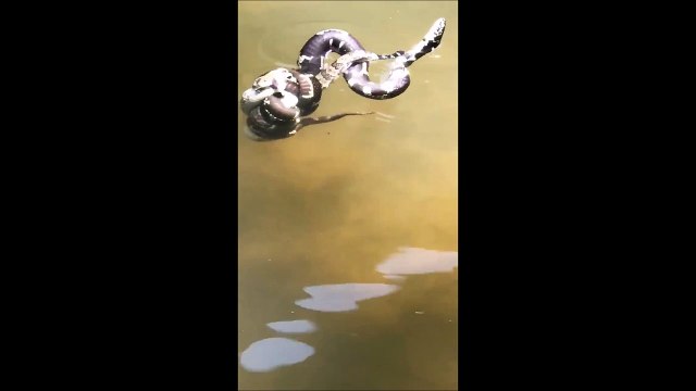 Un Serpent-roi et un serpent à sonnette se livrent un combat incroyable