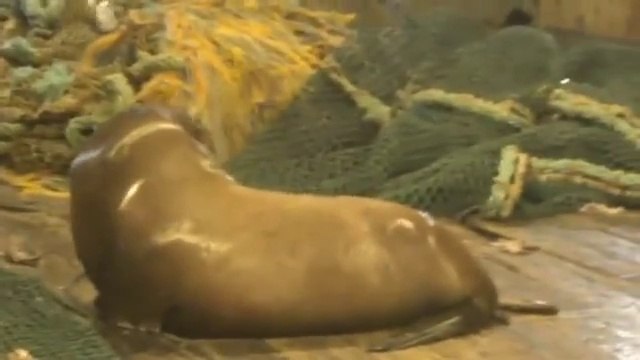 Ils attrapent un Lion de mer dans leur filet de peche mais il n'a pas beaucoup apprécié ça!