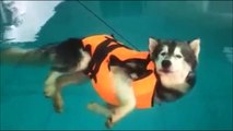 Ce husky flemmard à trouvé comment se rafraîchir en pleine canicule... Adorable