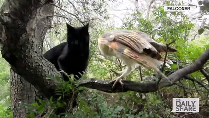 Un hibou et un chat meilleurs amis du monde... Que c'est beau!